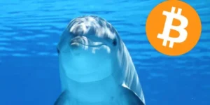 Lee más sobre el artículo Delfín de bitcoin se despertó tras 12 años